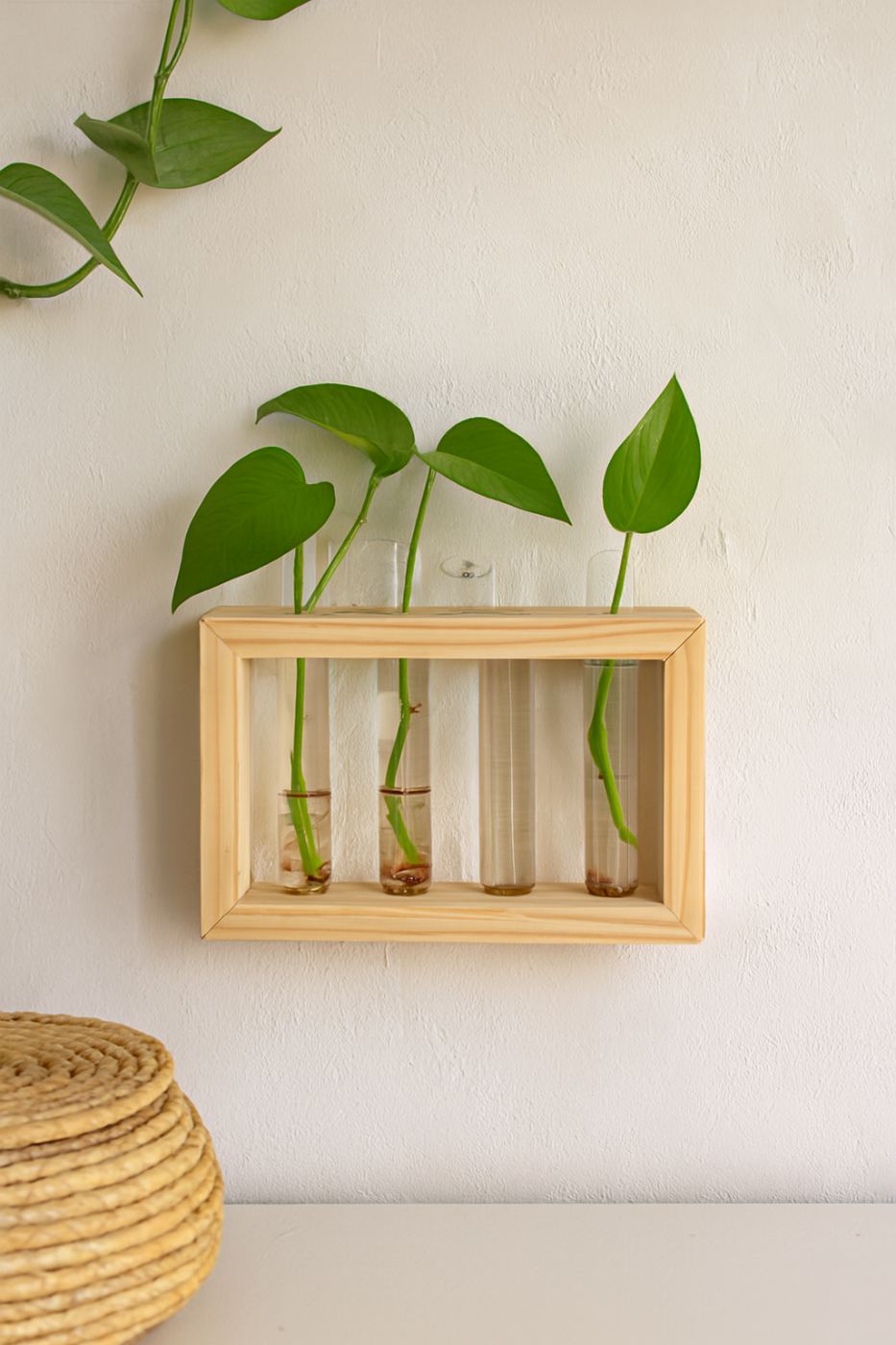 Pothos cuttings rooting in a standing four-tube propagation station